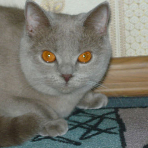 ПРОДАМ БРИТАНСКИХ КОТЯТ