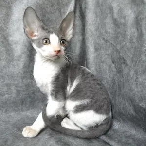 Корниш рекс кудрявые котята