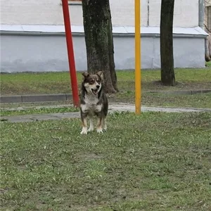 Отдам кобеля,  желательно в деревню