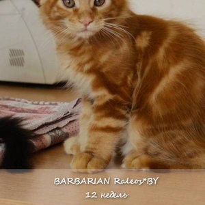 Мейн кун котята из питомника Raleos*By
