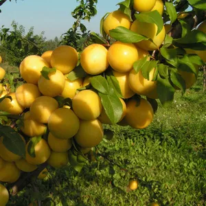 Саженцы алычи сорт Сонейка