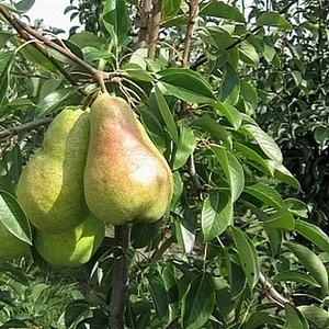 Саженцы груши сорт Платоновская (осенний)