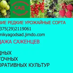 Саженцы клубники -почтой в Минск Брест Гродно Гомель Могилев 