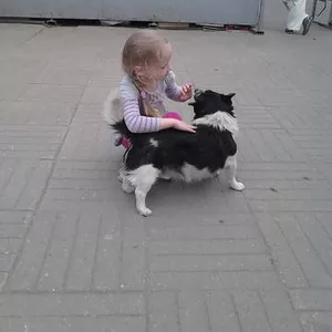 Миниатюрный пес Тобик ищет дом