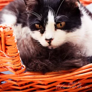 Кошечка Мотя,  2 года,  стерилизована