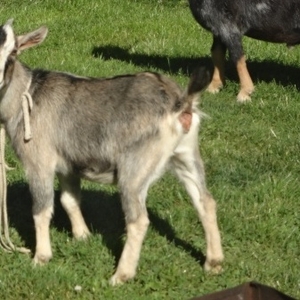 коза камерунская