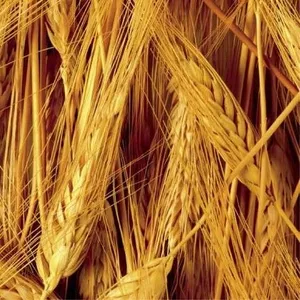 Продам овёс,  тритикале,  ячмень,  рожь