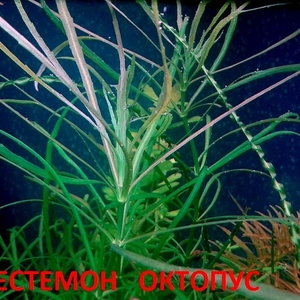 Погестемон октопус --- аквариумное растение и много других...