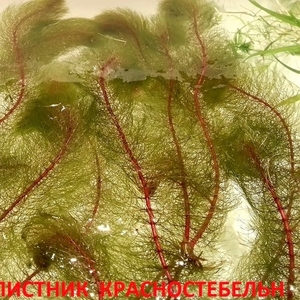 Перестолистник красностебельный --- аквариумное растение и еще.