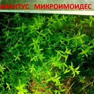 Хемиантус микроимоидес --- аквариумное растение и много других аквар