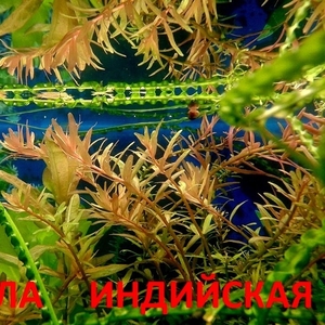 Ротала ----- аквариумные растения и много других аквариумных растений