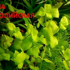 Бакопа австролийская --- аквариумное растение и много разных растений