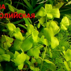 Бакопа австролийская --- аквариумное растение и много других ... 