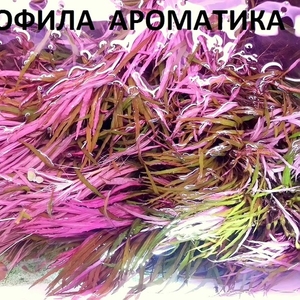 Лимнофила ароматика --- аквариумные растения и разные аквариумные раст