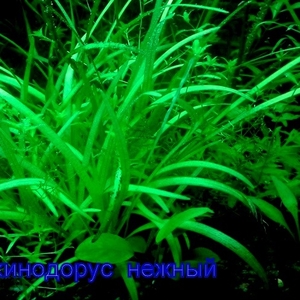 Эхинодорус тенелиус -- аквариумное растение и др. разные растения. 