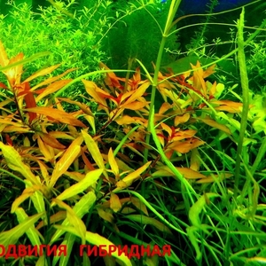 Людвигия гибридная --аквариумные растения и много разных растений