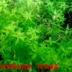 Жемчужная трава --- аквариумное растение и много других растений