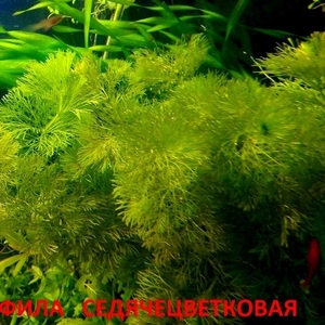 Лимнофила седячецветковая - аквариумное растение и разные растения..