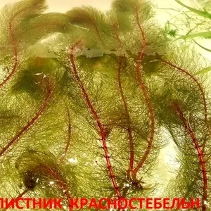Перестолистник красностебельный -- - аквариумное растение и другие...