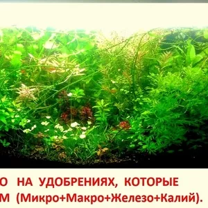 Удобрения( микро,  макро,  калий,  железо) -- для аквариумн растений. 