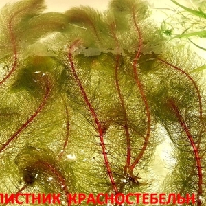 Перестолистник красностебельный -- - аквариумное растение и другие