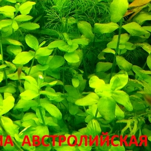 Бакопа австролийская -- аквариумное растение и много разных растений
