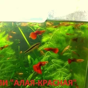 Змеиная кожа -- гуппи -- чистая линия-