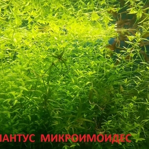 Хемиантус микроимоидес --- аквариумное растение и много других