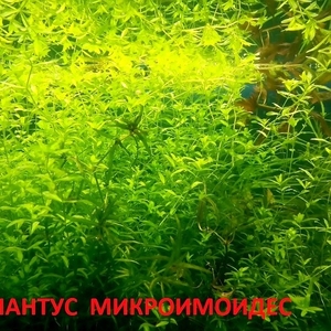 Хемиантус микроимоидес и др. растения - НАБОРЫ растений для запуска. П