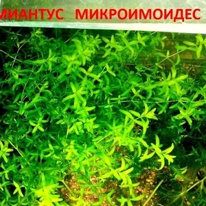 Хемиантус микроимоидес и др. растения. НАБОРЫ растений для запуска. ПО