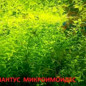 Хемиантус микроимоидес и др. растения. НАБОРЫ растений для запуска. ПО