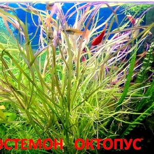 Погестемон октопус.. НАБОРЫ растений для запуска акваса. ПОЧТОЙ отправ
