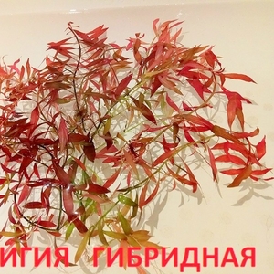 Людвигия гибридная. Наборы для запуска. Почтой вышлю./