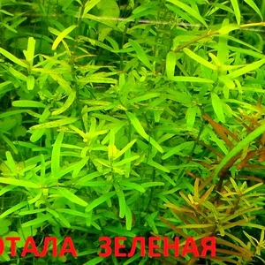 Ротала зеденая - аквариумное растение и много других разных растени-