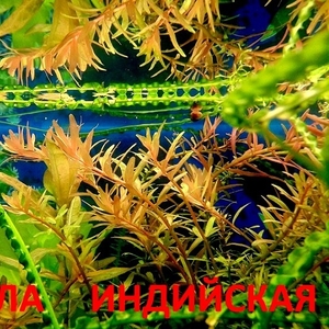 Ротала. НАБОРЫ растений для запуска акваса. ПОЧТОЙ отправ/