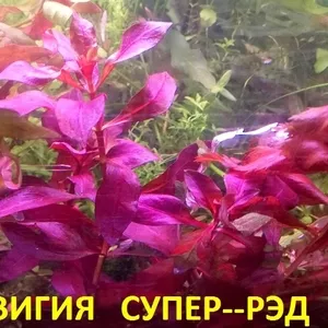 Аквариумные растения. Людвигия супер—рэд. Наборы для запуска. ПОЧТОЙ=