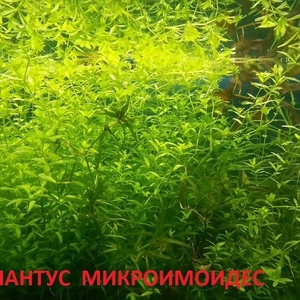 Хемиантус микроимоидес --- аквариумное растение и другие растения.