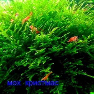 Мох крисмас --- аквариумное растение и много других растений.