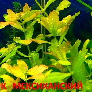 Дубок мексиканский -- - аквариумные растения и разные растения