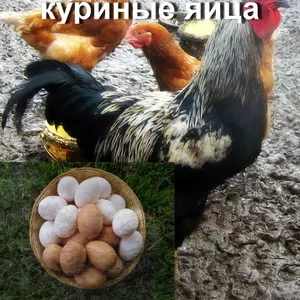 Куриные яйца (домашние)