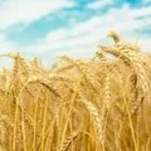 Куплю зерно пшеница 3,  4 класс, фураж,  ячмень фураж 