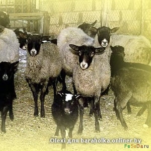 Овцы, ярочки для собственного стада