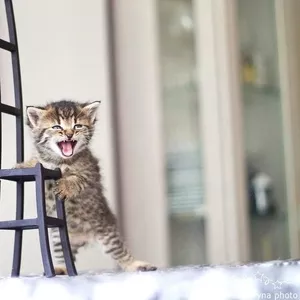 Замечательный котенок Мяу в добрые руки