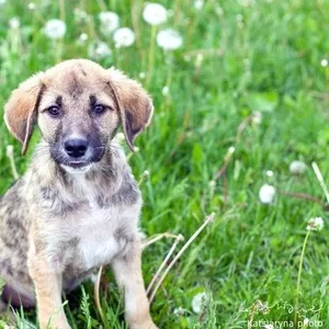 Щенки Стеша и Рада в поиске своих родителей