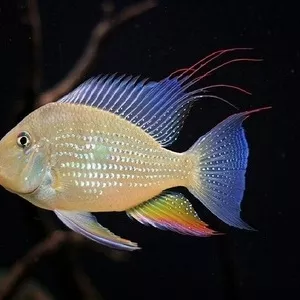 Хeкель