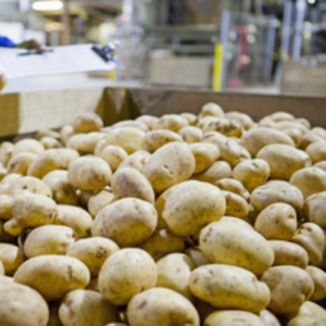 Организация на постоянной основе закупает картофель