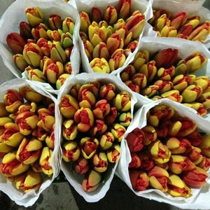 Голландские тюльпаны Оптом