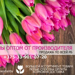 Продажа тюльпанов оптом. РБ