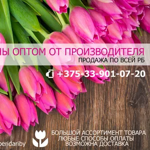 Продажа тюльпанов оптом. Высокое качество