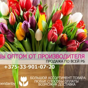 Продажа тюльпанов оптом. Низкие цены